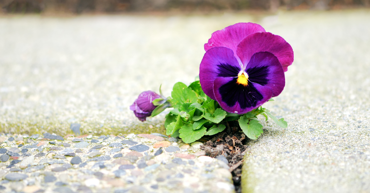 A petunia blooms in between the cracks of a sidewalk,