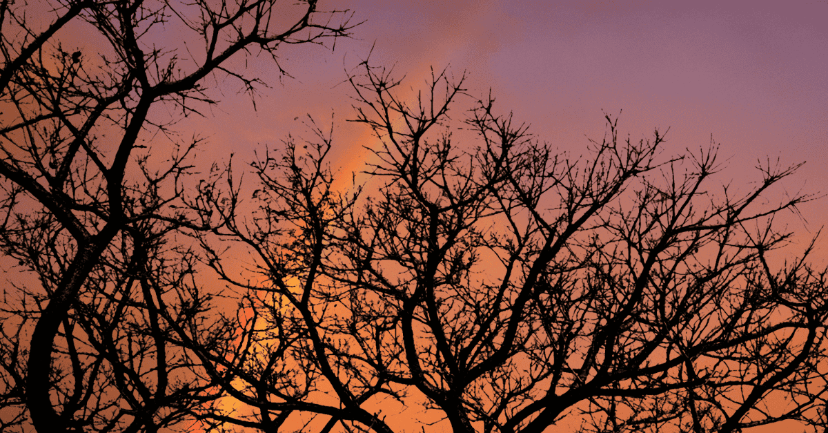 Silhouette of bare tree branches against a fiery orange sky with a faint rainbow, symbolizing hope and healing through Human Design in turbulent times.